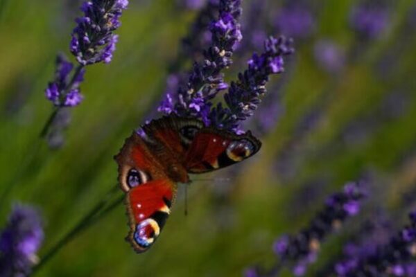 EU Green Agenda in Crisis as Nature Restoration Law Stalls 🌱🇪🇺 EU_Green_Agenda_in_Crisis_as_Nature_Restoration_Law_Stalls____
