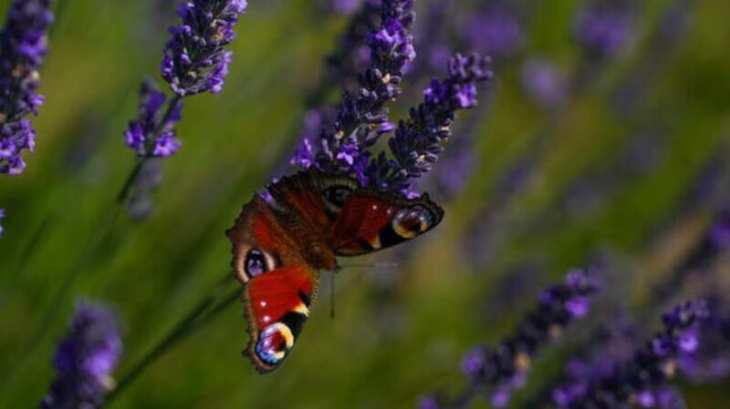 EU_Green_Agenda_in_Crisis_as_Nature_Restoration_Law_Stalls____