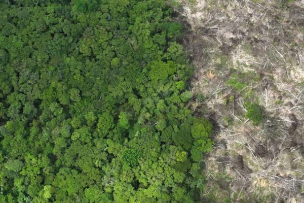 🌱 EU Nations Push to Revise Anti-Deforestation Law Amid Farmer Protests __EU_Nations_Push_to_Revise_Anti_Deforestation_Law_Amid_Farmer_Protests