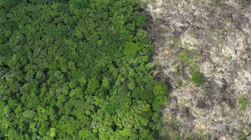 __EU_Nations_Push_to_Revise_Anti_Deforestation_Law_Amid_Farmer_Protests