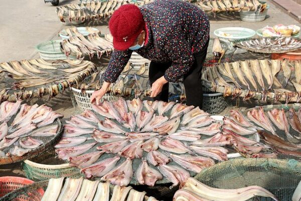 East China Fishermen Reap Winter’s Bounty 🎣✨ East_China_Fishermen_Reap_Winter_s_Bounty___
