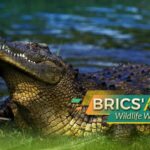 Egypt_s_Desert_Dwellers__Meet_BRICS__Wildlife_Wonders___