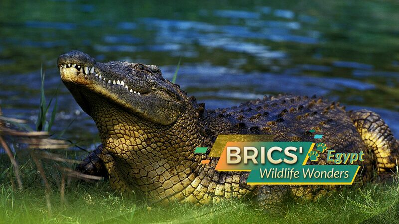 Egypt_s_Desert_Dwellers__Meet_BRICS__Wildlife_Wonders___