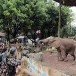 ___Elephants_Use_Unique_Names__Just_Like_Humans__Study_Finds_