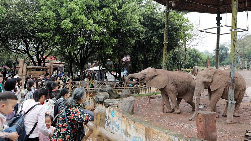 ___Elephants_Use_Unique_Names__Just_Like_Humans__Study_Finds_