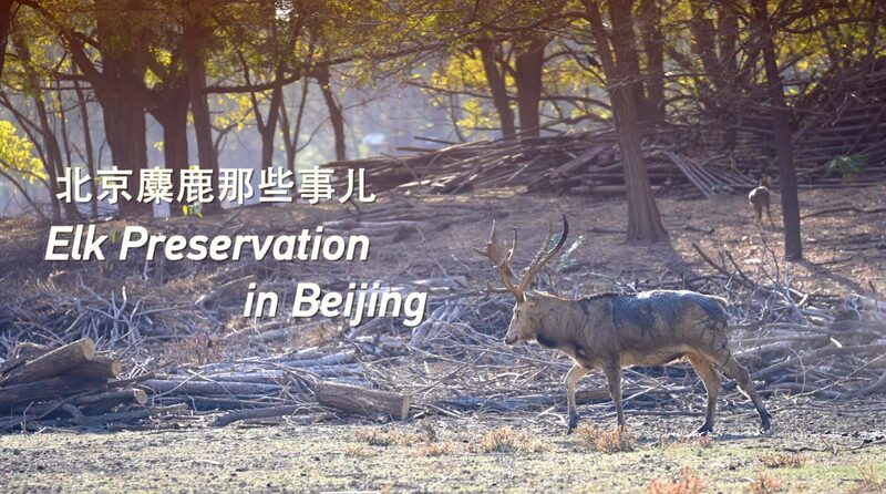 Elk_Make_Historic_Comeback_in_Beijing___ video poster