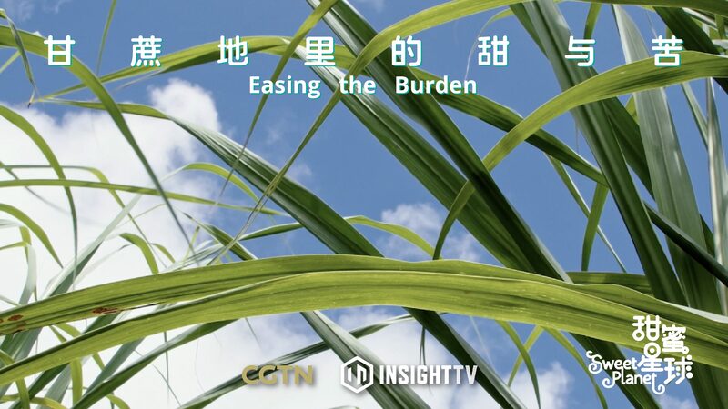 Empowering_India_s_Sugarcane_Farmers_with_Smart_Techniques___ video poster