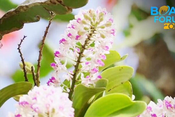 Enchanting Hainan: Unveiling the Chinese Mainland’s Tropical Plant Kingdom 🌿✨ Enchanting_Hainan__Unveiling_the_Chinese_Mainland_s_Tropical_Plant_Kingdom___