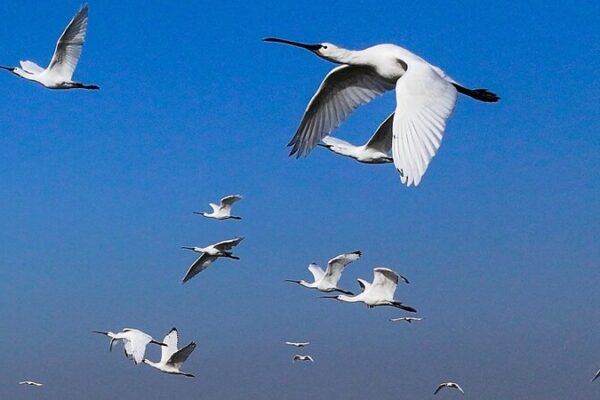 Endangered Birds Arrive in East China for Wintering 🕊️❄️ Endangered_Birds_Arrive_in_East_China_for_Wintering_____