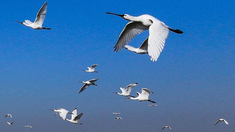Endangered_Birds_Arrive_in_East_China_for_Wintering_____