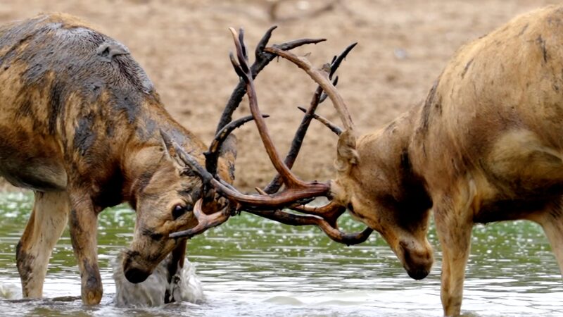 Epic Battle of the Milu Deer Crowns in Jiangsu Epic_Battle_of_the_Milu_Deer_Crowns_in_Jiangsu video poster