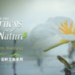 Erhai_Lake_s__Water_Sunflowers__Bloom_in_Yunnan_s_Summer__ video poster