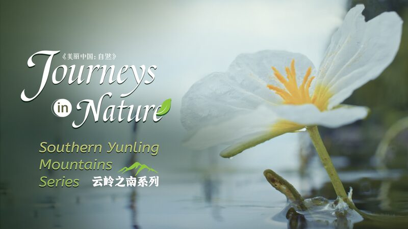 Erhai_Lake_s__Water_Sunflowers__Bloom_in_Yunnan_s_Summer___poster - 🌍NewspaperAmigo – Your Global News Buddy 🗞️ Erhai_Lake_s__Water_Sunflowers__Bloom_in_Yunnan_s_Summer__ video poster