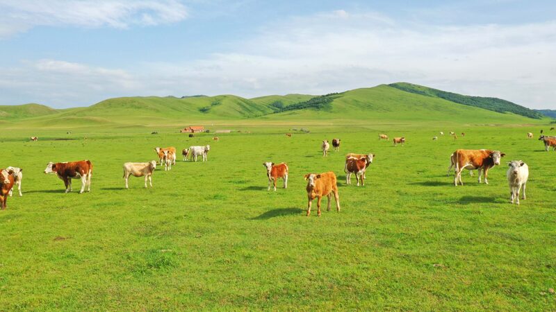 Escape to Horqin Grassland: Inner Mongolia’s Summer Oasis 🌾☀️ Escape_to_Horqin_Grassland__Inner_Mongolia_s_Summer_Oasis____