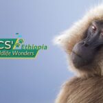 Ethiopia_s_Wildlife_Gems__Wolves__Baboons___Nyala___