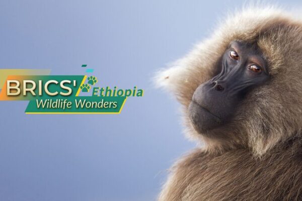 Ethiopia_s_Wildlife_Gems__Wolves__Baboons___Nyala___