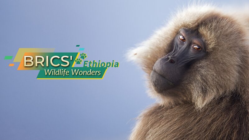 Ethiopia_s_Wildlife_Gems__Wolves__Baboons___Nyala___
