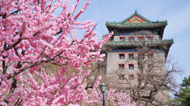 Experience_Spring_s_Magic__Top_Blossoming_Spots_Across_the_Chinese_Mainland____poster - 🌍NewspaperAmigo – Your Global News Buddy 🗞️ Experience_Spring_s_Magic__Top_Blossoming_Spots_Across_the_Chinese_Mainland___ video poster
