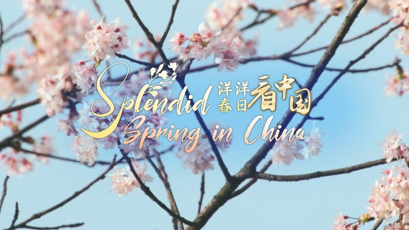 Exploring_Fanjingshan__Brahma_s_Pure_Land_Blossoms_This_Spring_in_China_____poster - 🌍NewspaperAmigo – Your Global News Buddy 🗞️ Exploring_Fanjingshan__Brahma_s_Pure_Land_Blossoms_This_Spring_in_China____ video poster