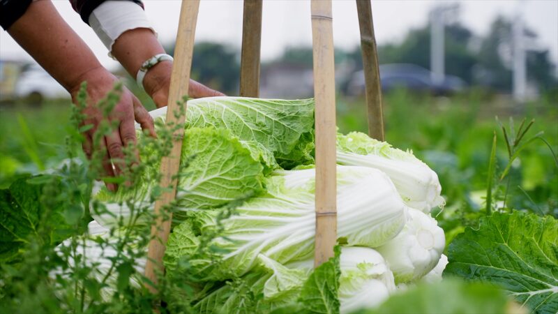 Exploring Pengzhou: Western China’s Vibrant Vegetable Hub 🥦🌾 Exploring_Pengzhou__Western_China_s_Vibrant_Vegetable_Hub___ video poster