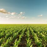 Extreme_Weather_Threatens_NZ_Farming__Climate_Crisis_Looms___