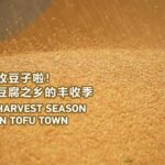 __Eyes_Over_Hubei__Tofu_Town_s_Soybean_Harvest_in_Full_Swing_ video poster