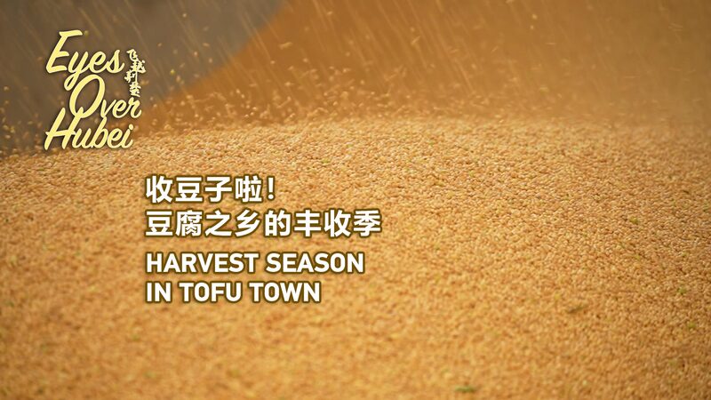 Eyes_Over_Hubei__Tofu_Town_s_Soybean_Harvest_in_Full_Swing__poster - 🌍NewspaperAmigo – Your Global News Buddy 🗞️ __Eyes_Over_Hubei__Tofu_Town_s_Soybean_Harvest_in_Full_Swing_ video poster