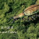 Fabric_Bugs__Art_Meets_Nature_s_Tiny_Wonders___ video poster