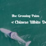 Family_Life_and_Challenges_of_Chinese_White_Dolphins___ video poster
