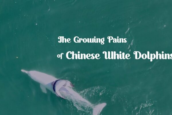 Family Life and Challenges of Chinese White Dolphins 🐬💔 Family_Life_and_Challenges_of_Chinese_White_Dolphins___ video poster