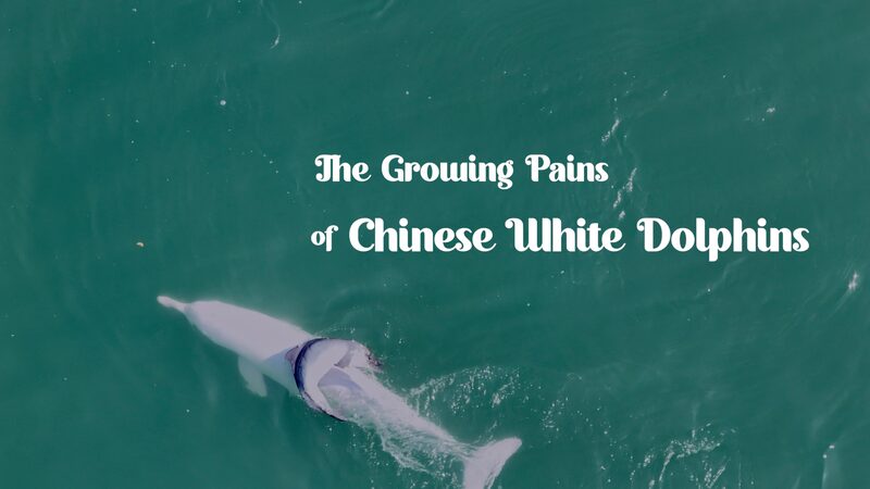 Family_Life_and_Challenges_of_Chinese_White_Dolphins___ video poster
