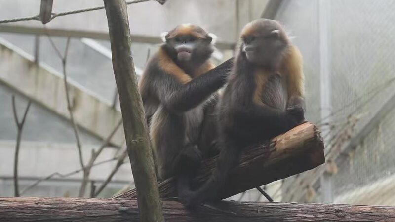 Fanjing_Mountain_Opens_Monkey_Research_Center_to_Public_During_Spring_Festival___