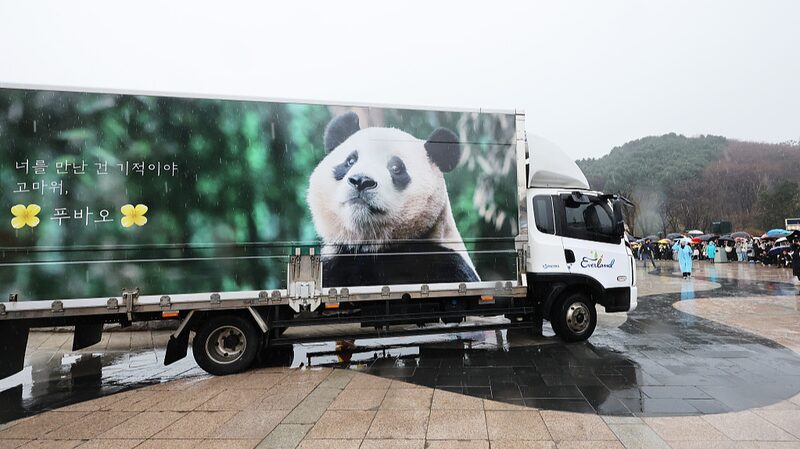 Farewell_to_Fu_Bao__South_Korea_s_Beloved_Panda_Returns_to_China_____poster - 🌍NewspaperAmigo – Your Global News Buddy 🗞️ Farewell_to_Fu_Bao__South_Korea_s_Beloved_Panda_Returns_to_China____ video poster