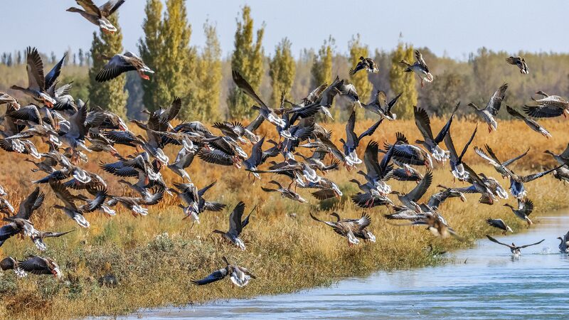 Feathered_Friends_Flock_to_China_s_Shores___