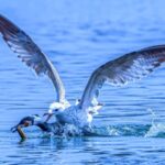 Fierce_Feathered_Showdown__Cormorants_and_Gulls_Battle_for_Food_at_Dingxiang_Lake___