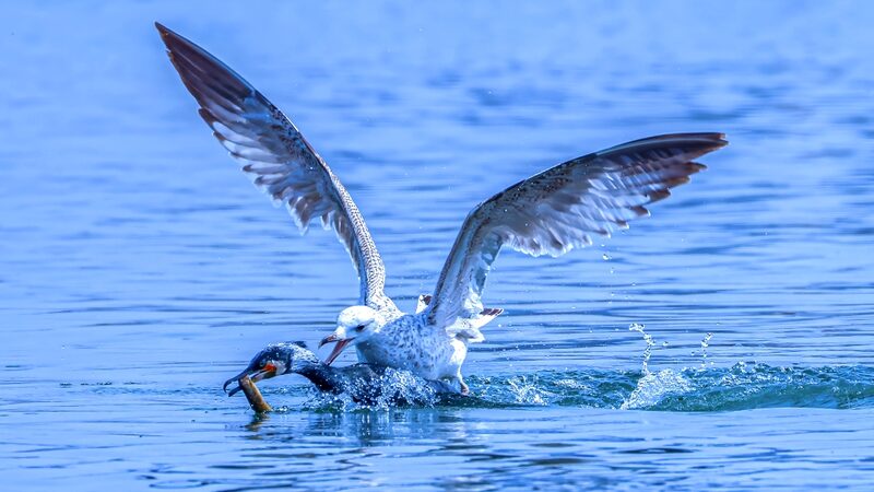 Fierce_Feathered_Showdown__Cormorants_and_Gulls_Battle_for_Food_at_Dingxiang_Lake___