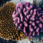 Fiji_s_New_Coral_Banks___Boost_Eco_Tourism___Marine_Life_