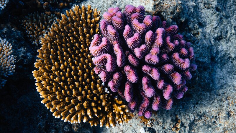Fiji_s_New_Coral_Banks___Boost_Eco_Tourism___Marine_Life_ - 🌍NewspaperAmigo – Your Global News Buddy 🗞️ Fiji_s_New_Coral_Banks___Boost_Eco_Tourism___Marine_Life_
