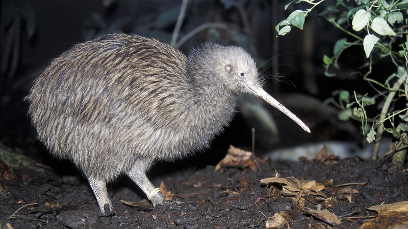 Flightless_Kiwis_Take_to_the_Skies_in_Historic_Conservation_Effort____ - 🌍NewspaperAmigo – Your Global News Buddy 🗞️ Flightless_Kiwis_Take_to_the_Skies_in_Historic_Conservation_Effort____