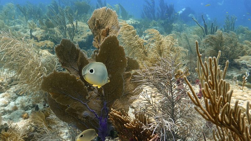 Florida_Coral_Reefs_Struggle_to_Bounce_Back_After_2023_Heat_Wave___