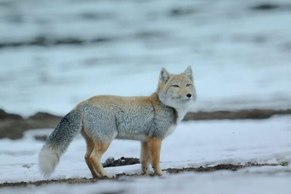 Fox vs. Pika: Survival Drama in Snowy Sichuan 🦊❄️ Fox_vs__Pika__Survival_Drama_in_Snowy_Sichuan____ video poster