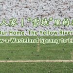 From_Barren_Desert_to_Goji_Berry_Oasis__A_Village_s_Green_Revolution__ video poster