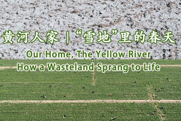 From Barren Desert to Goji Berry Oasis: A Village’s Green Revolution 🌱 From_Barren_Desert_to_Goji_Berry_Oasis__A_Village_s_Green_Revolution__ video poster