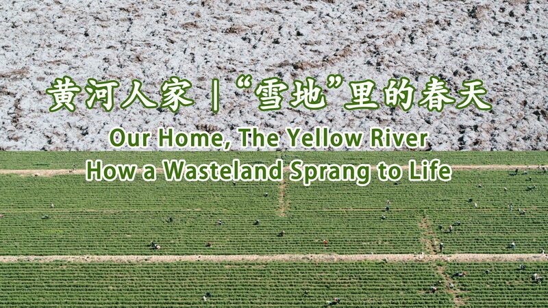 From_Barren_Desert_to_Goji_Berry_Oasis__A_Village_s_Green_Revolution__ video poster