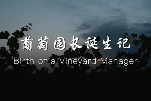 From Barren Land to Vineyard Queen: A Story of Resilience in Ningxia ๐ฑ๐ From_Barren_Land_to_Vineyard_Queen__A_Story_of_Resilience_in_Ningxia___ video poster