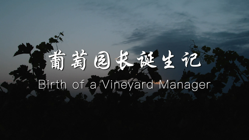 From_Barren_Land_to_Vineyard_Queen__A_Story_of_Resilience_in_Ningxia___ video poster