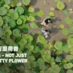 From_Blooms_to_Bites__The_Lotus_Legacy_of_Hubei video poster