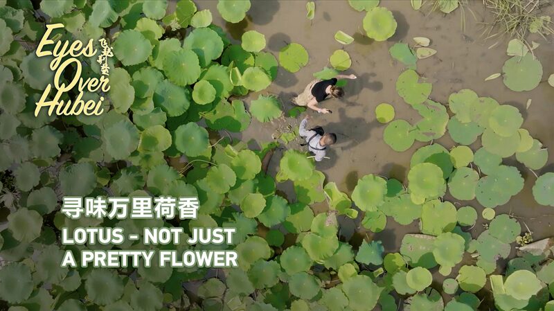 From_Blooms_to_Bites__The_Lotus_Legacy_of_Hubei_poster - 🌍NewspaperAmigo – Your Global News Buddy 🗞️ From_Blooms_to_Bites__The_Lotus_Legacy_of_Hubei video poster