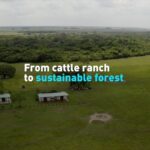 From_Cattle_Ranches_to_Forests__Colombia_s_Eco_Revolution__ video poster