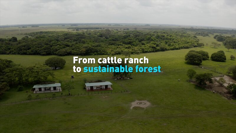 From_Cattle_Ranches_to_Forests__Colombia_s_Eco_Revolution___poster - 🌍NewspaperAmigo – Your Global News Buddy 🗞️ From_Cattle_Ranches_to_Forests__Colombia_s_Eco_Revolution__ video poster